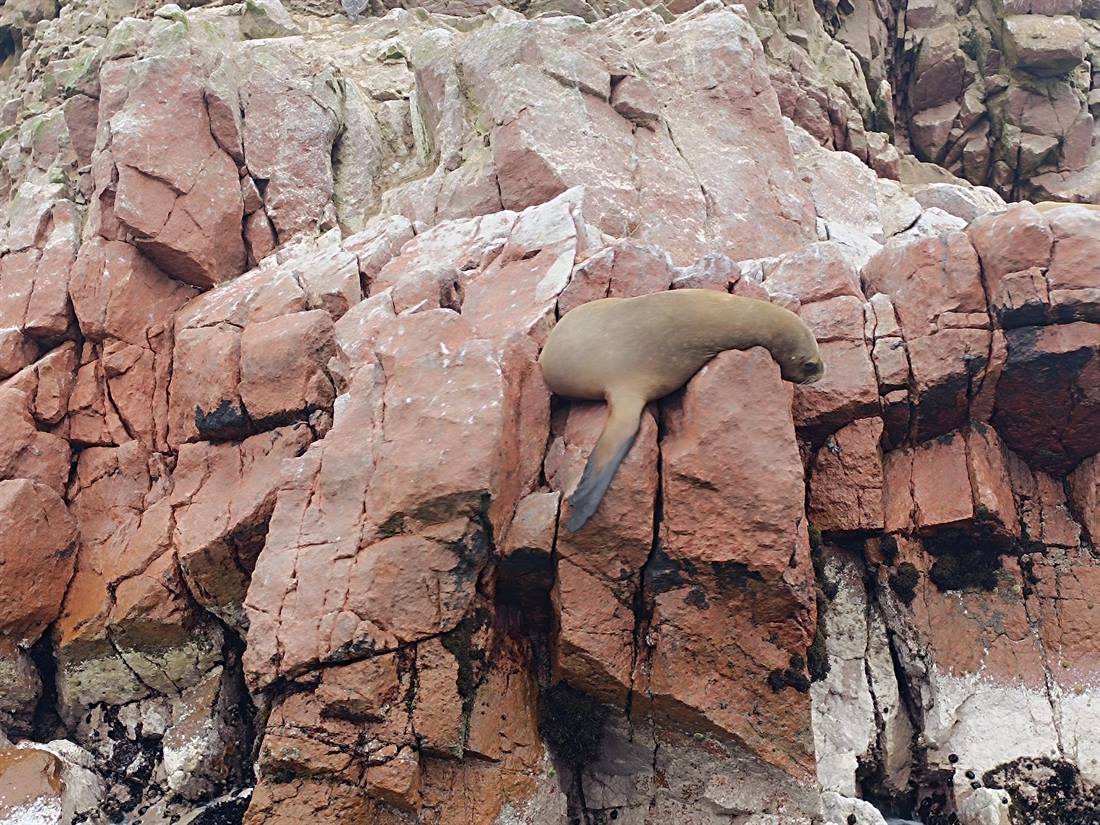 Lobo marino en las Islas Ballestas