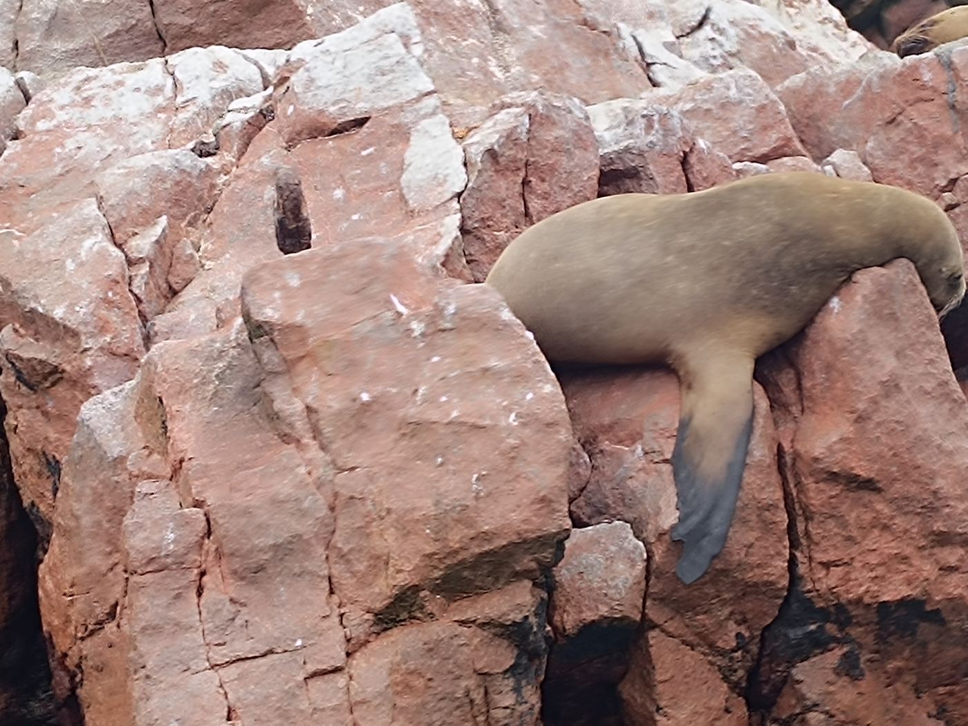Lobo marino de cerca